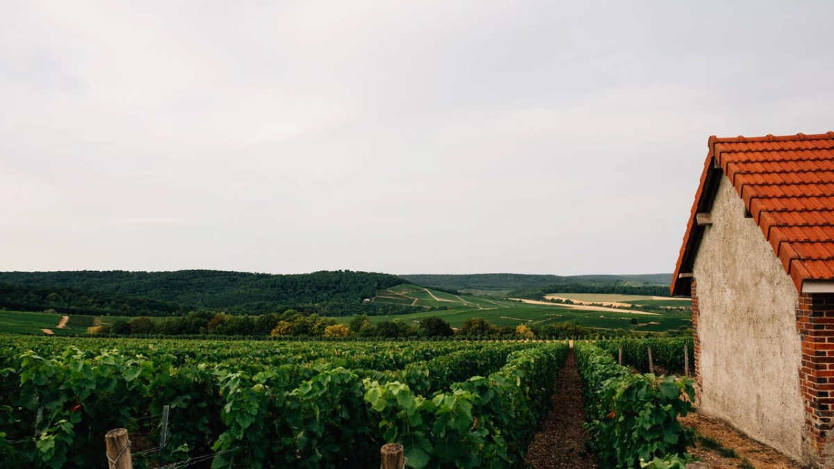 an image of a vineyard in Champagne, France