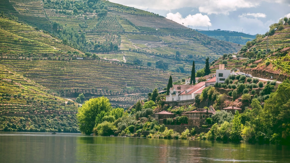 an image of a vineyard in douro valley, portugal