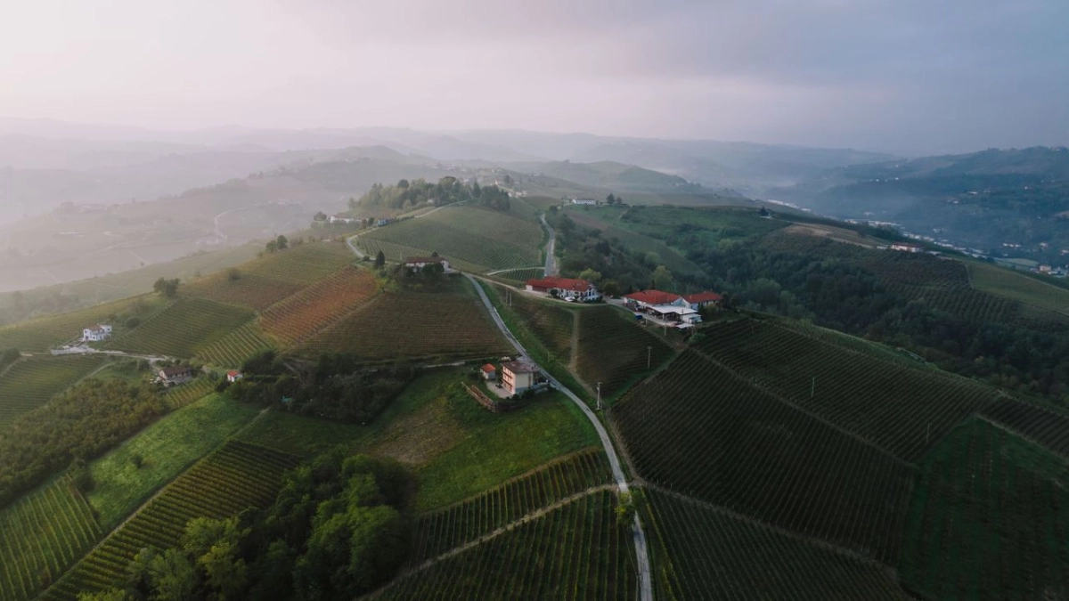 an image of a vineyard in alba, italy