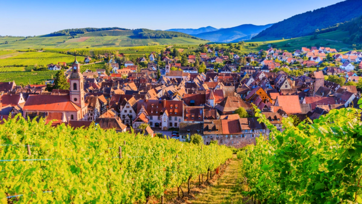 Riquewihr, France. Landscape with vineyards near the historic village. The Alsace Wine Route.