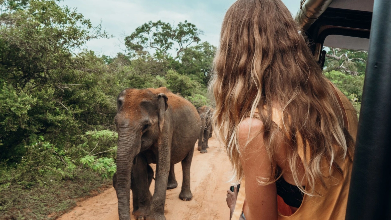 Woman on luxury safari looking at will elephants in Sri Lanka